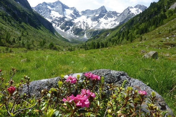 Osttirol zur Almrosenblüte