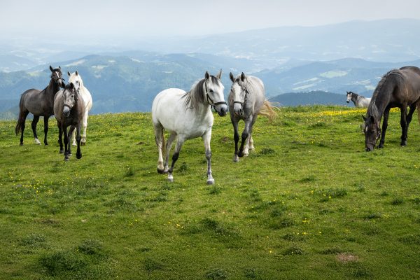 Lippizaner-Almabtrieb Piber