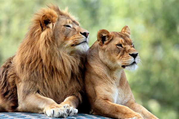 Tierpark Herberstein