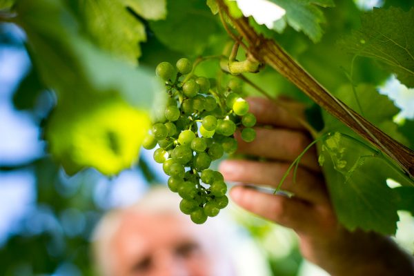 Gamlitzer Weinlesefest