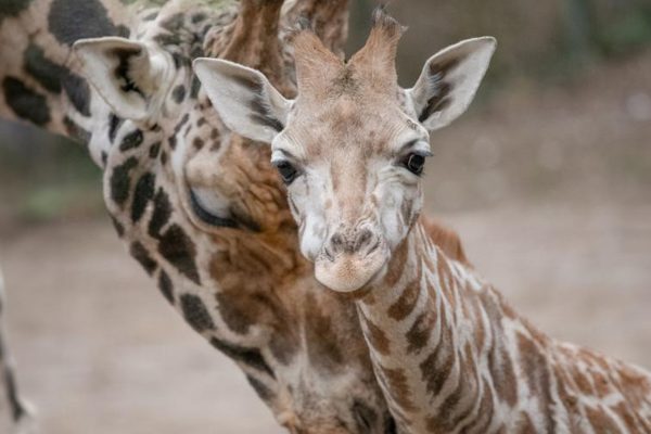 Erlebniszoo Schmiding & Linz
