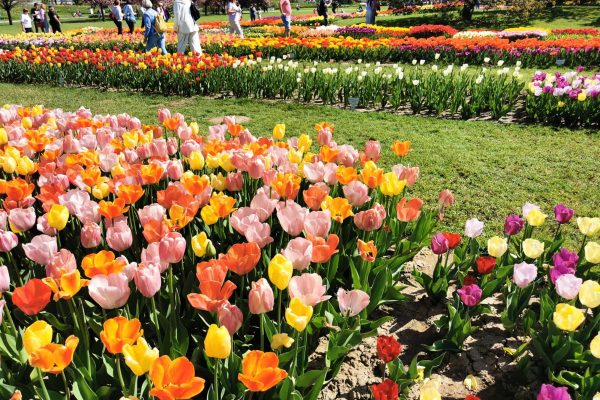 Tulpenblüte Slowenien