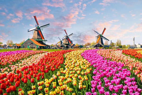 Jubiläumsreise Holland zur Tulpenblüte